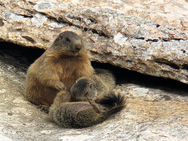 Marmotta con i PIccoli