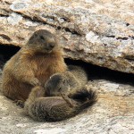 Marmotta con i PIccoli